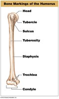 Bone markings of the humerus