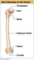 Bone markings of the femur