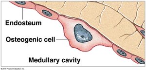 Osteogenic cell in endosteum