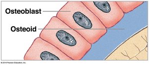 Osteoblasts and osteoid