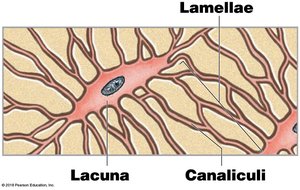 Osteocyte in lacuna with canaliculi