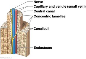 Osteon structure in compact bone