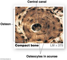 Osteon structure in compact bone