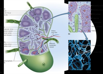 Lymph node structure