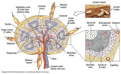Lymph node histology