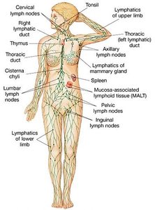 Lymph node concentrations in the body