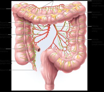 Lymphatic system in the body