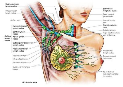 Lymphatic system in the digestive tract