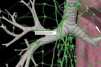 Axillary lymph nodes