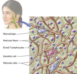 Lymphoid tissue structure