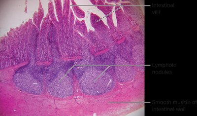 Lymphoid organs overview