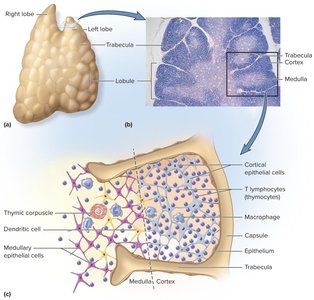 Red bone marrow structure