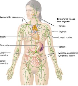 Lymphatic system overview in the human body