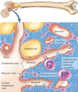 Tonsils and adenoids