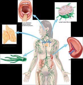 Lymphoid organs and tissues in the human body