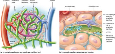 Lymphatic capillaries and blood capillaries