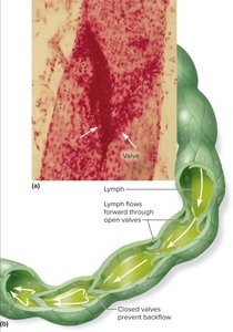 Lymphatic vessel valves and lymph flow