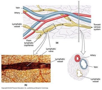 Lymphatic vessel structure and relationship to veins and arteries