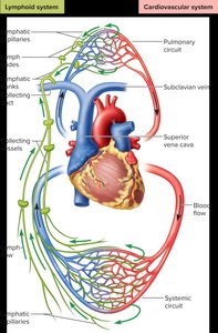 Lymphatic and cardiovascular system relationship
