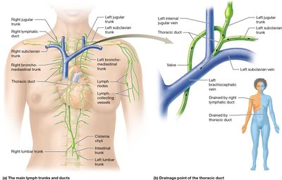 Main lymph trunks and ducts