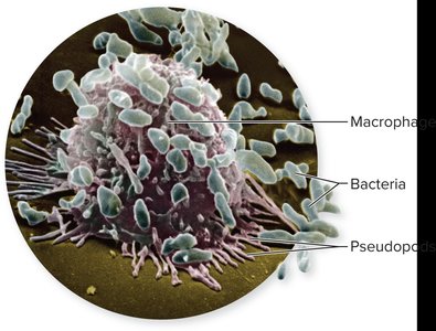 Macrophage engulfing bacteria