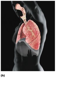 Respiratory system: lungs and airways