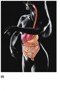 Digestive system: oral cavity, esophagus, stomach, intestines