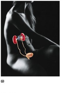 Urinary system: kidneys, ureters, bladder, urethra