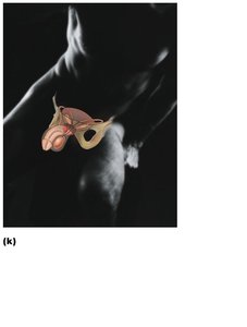 Male reproductive system