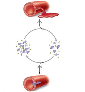 Positive feedback: platelet plug formation