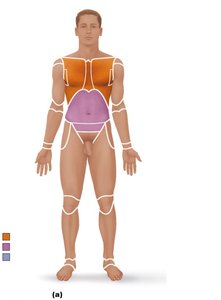 Regional terms: anterior view