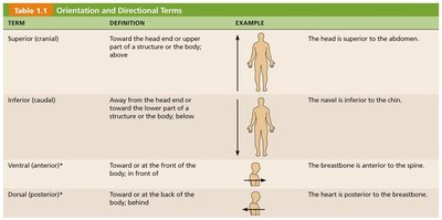 Orientation and Directional Terms Table 1