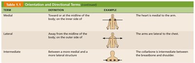 Orientation and Directional Terms Table 2