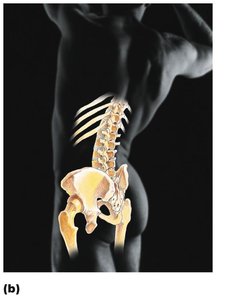 Skeletal system: bones and joints