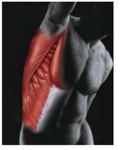 Muscular system: skeletal muscles