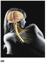 Nervous system: brain, spinal cord, nerves