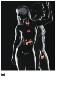 Endocrine system: glands