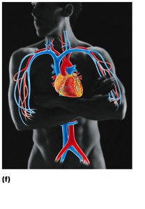 Cardiovascular system: heart and blood vessels