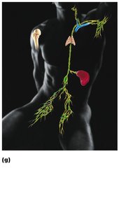 Lymphatic system: lymph nodes, vessels, spleen