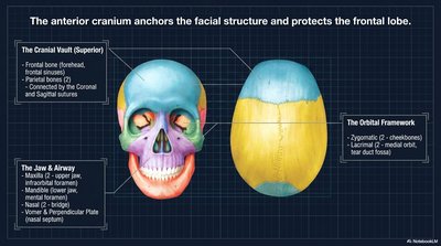 Anterior cranium and facial bone diagram