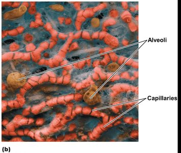 Thoracic cavity and pleura