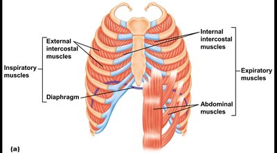 Muscles of respiration