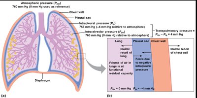 Pulmonary pressures and elastic recoil