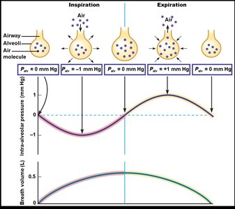 Neural control of ventilation flowchart
