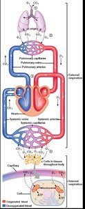 Diagram of external and internal respiration and circulation