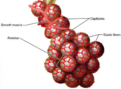 Surfactant effect on alveoli