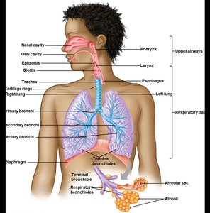 Anatomy of the upper airways and respiratory tract