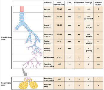 Table of airway structure and properties