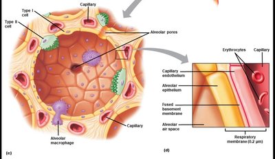 Alveolus structure and respiratory membrane