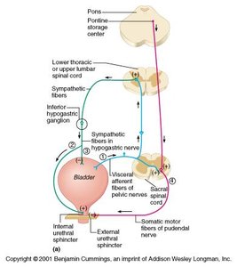Neural control of bladder storage reflex